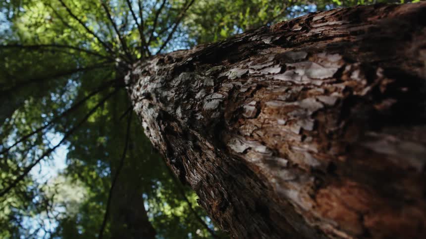 Close up of tall tree trunk in the forest