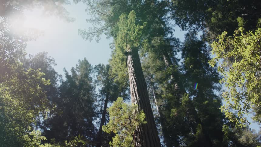 A view of a forest full of trees