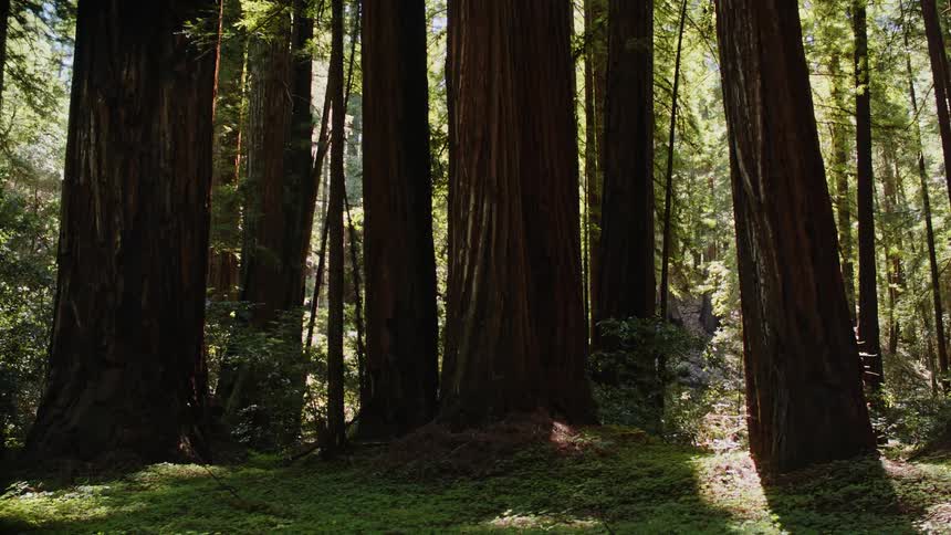 A view of trees in the forest