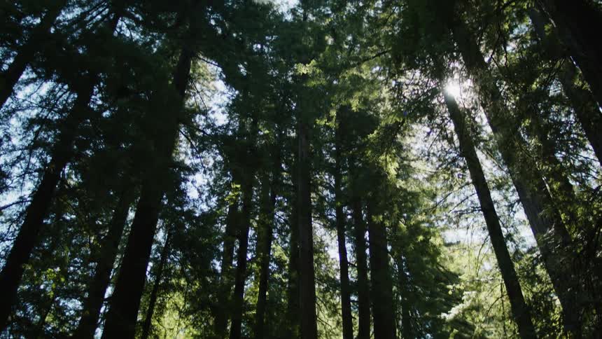 The sun shining down on tall trees in a forest