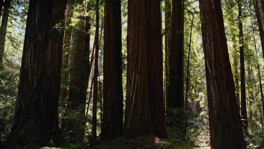 Sunlight filters through the densely packed thick tall trees on a forest grove
