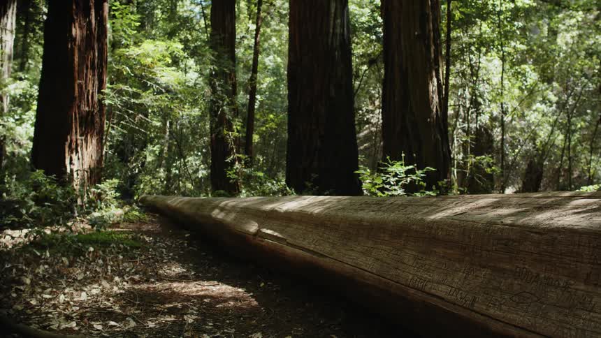 A fallen log lies in a forest as the sun shines upon the leaves of the trees