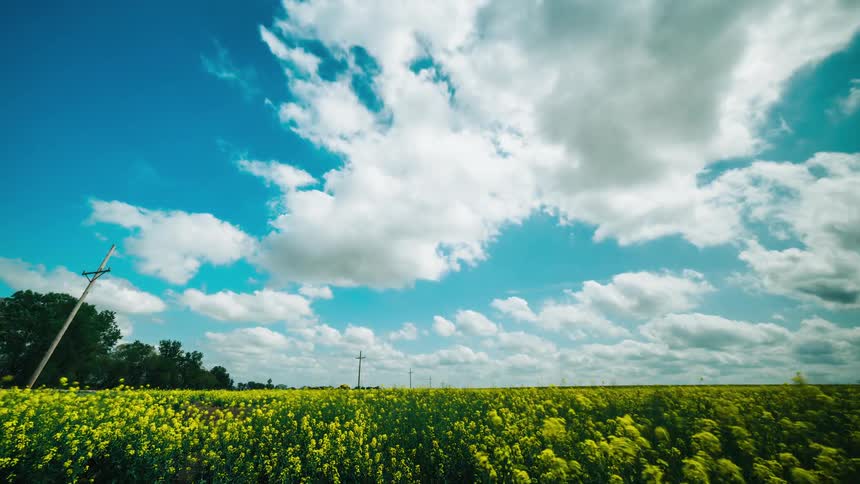 Time lapse of white clouds rolling on a blue sky over a field of yellow wild flowers