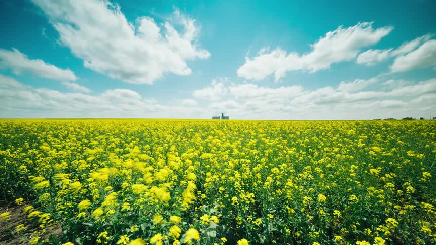 White clouds float over a field of brassica napus