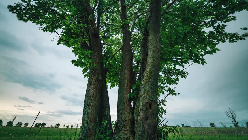 Time lapse of an isolated group of trees in the middle of a grass field at evening