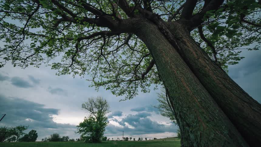 Clouds are floating across the sky above trees and a field on a windy evening