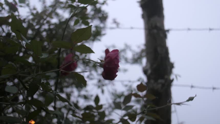 A rose shakes in the wind