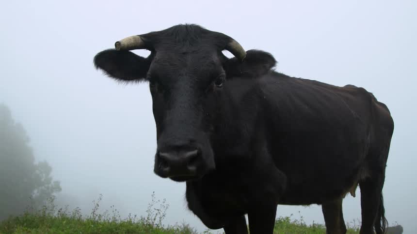 A bull looks around