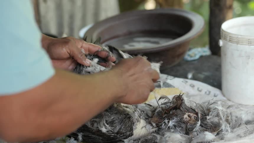 A man plucks feathers from a dead bird