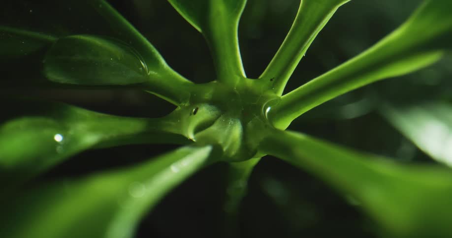 A closeup of a small succulent plant reveals small drops of water on its surface
