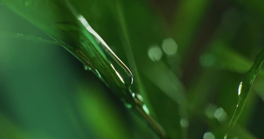 Droplets of water are dripping down the leaf of a plant