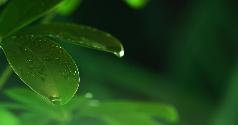 Close up of water droplets on green plant leaf