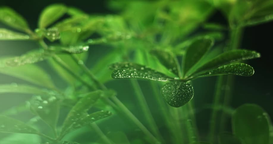 Dew drops are covering the leaves on green plants