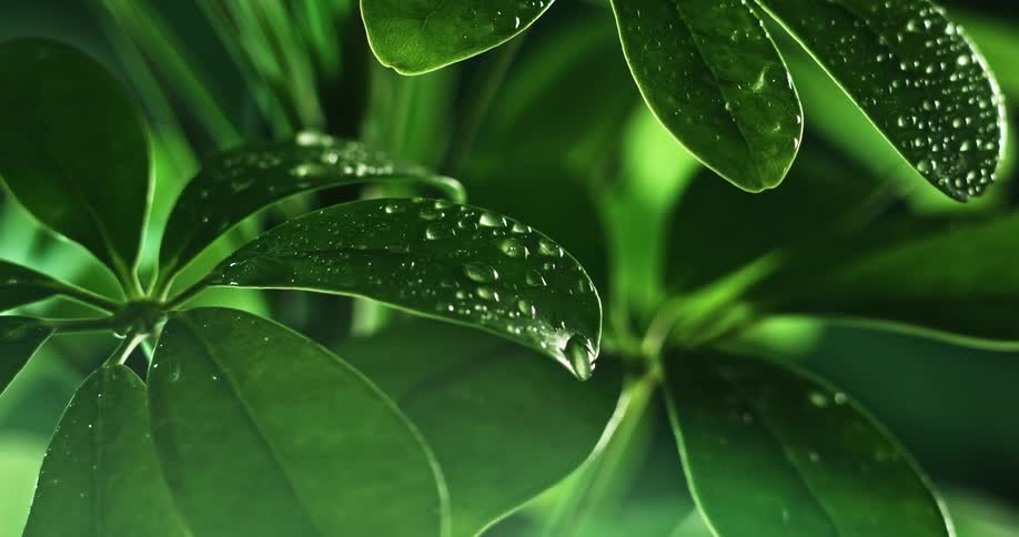 Water droplets on green spinach leaves
