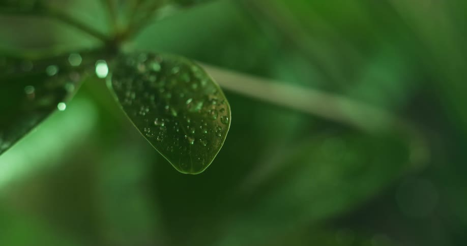 Close up of water droplets over thick green leaves on a branch