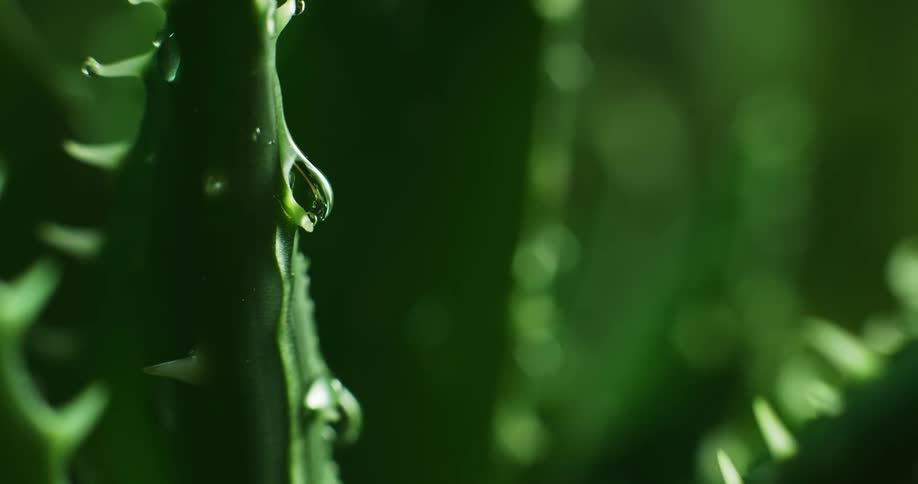 Water droplets drip down a plant stem as it rains