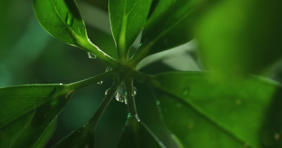 Water droplets fall on to a plant as it rains