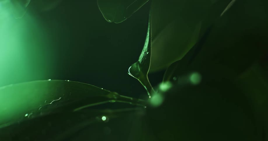 Water droplets fall on the leaves of a plant in the rain
