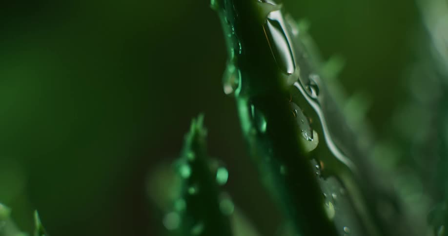 Water droplets are dripping onto and running down a plant