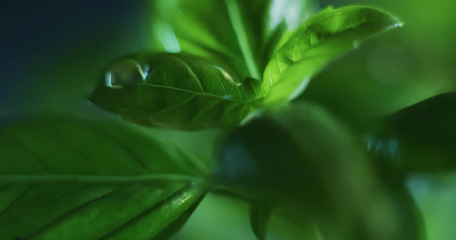 The sun shines on a plant as water drops fall onto the leaves