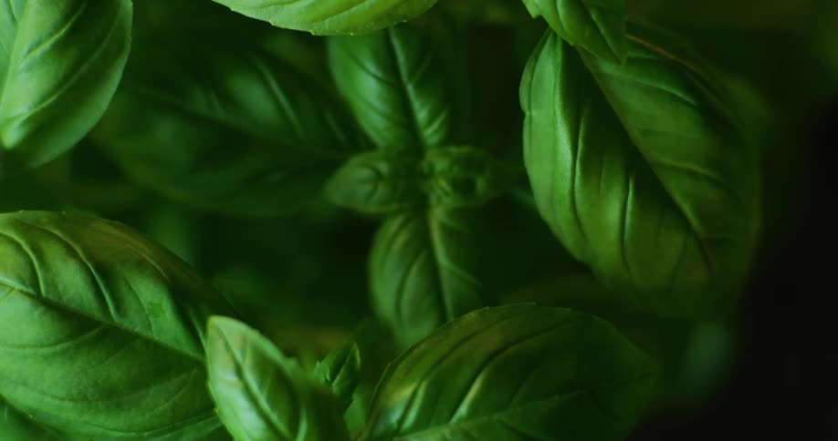 Close up view of plants outdoors is displayed