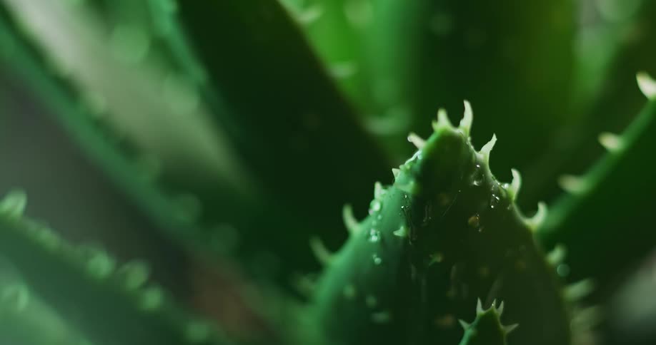 Close up view of a cactus is displayed in a tropical area