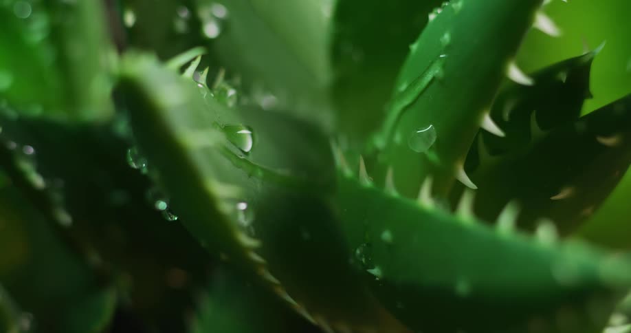 Water drips and rolls down spiny green aloe leaves