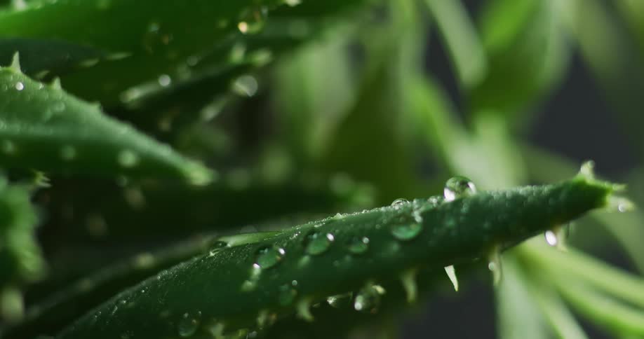 Water droplets fall on green leaves