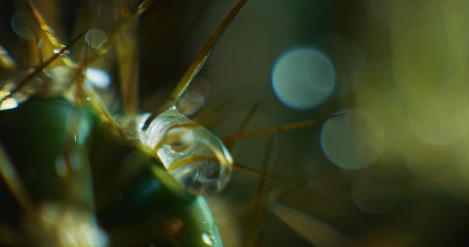 Close up view of a cactus is displayed