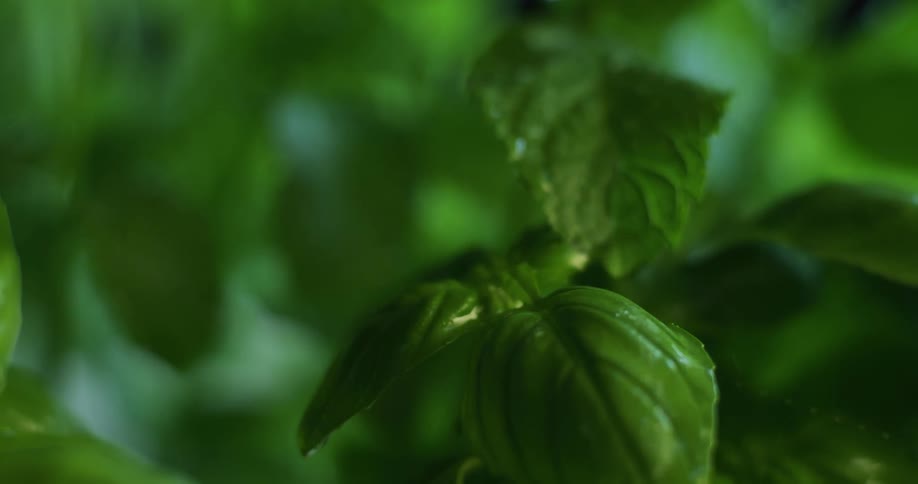 Water droplets fall on green spinach leaves