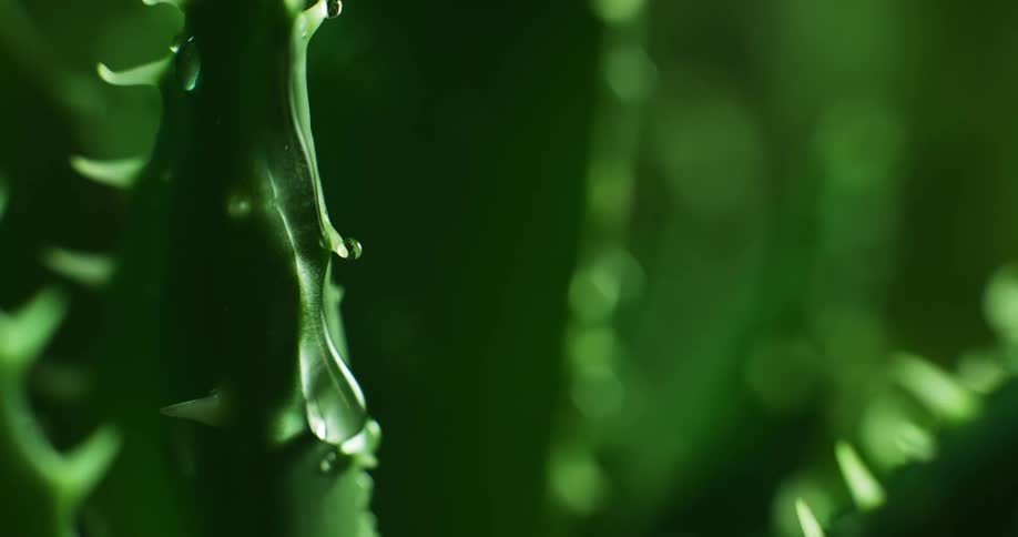 The sun shines upon plants as water droplets drip down the stems