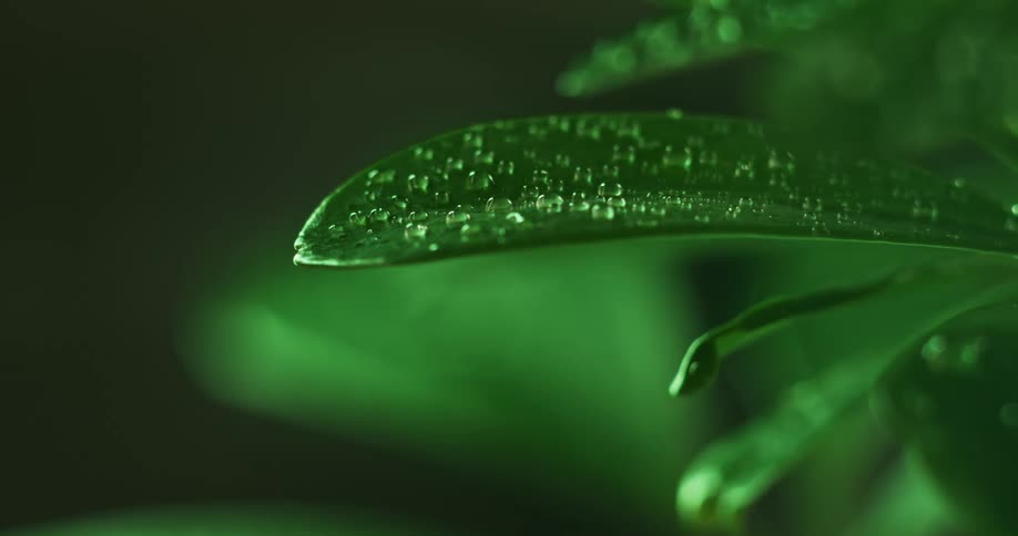 Green leaf of a plant covered by several drops of water