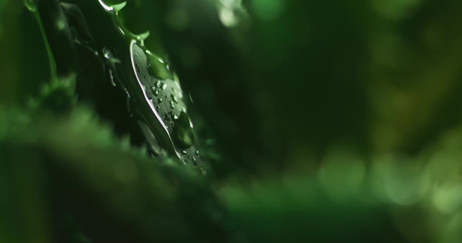 A droplet of water drips down a green leaf