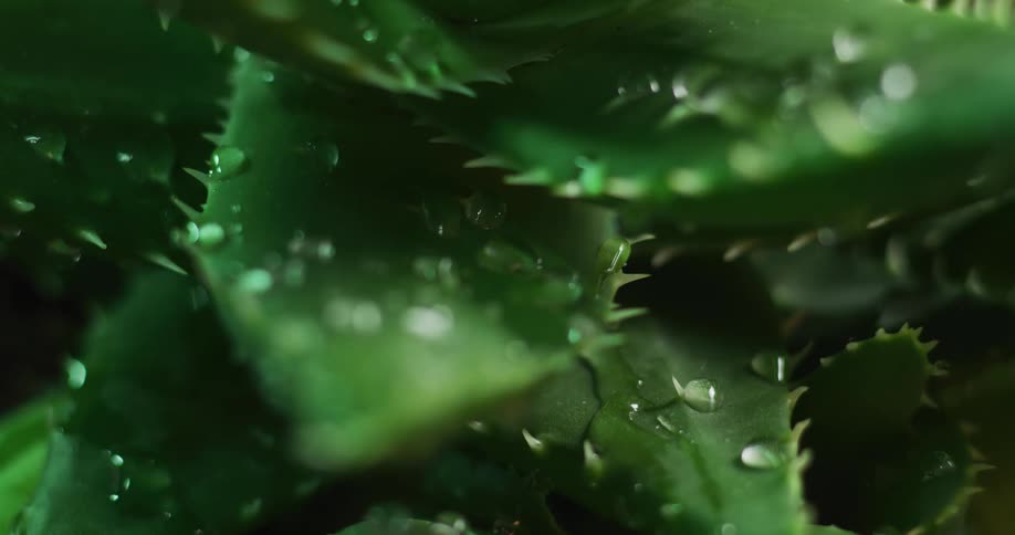 Close up of water droplets falling over thick green leaves with spikes