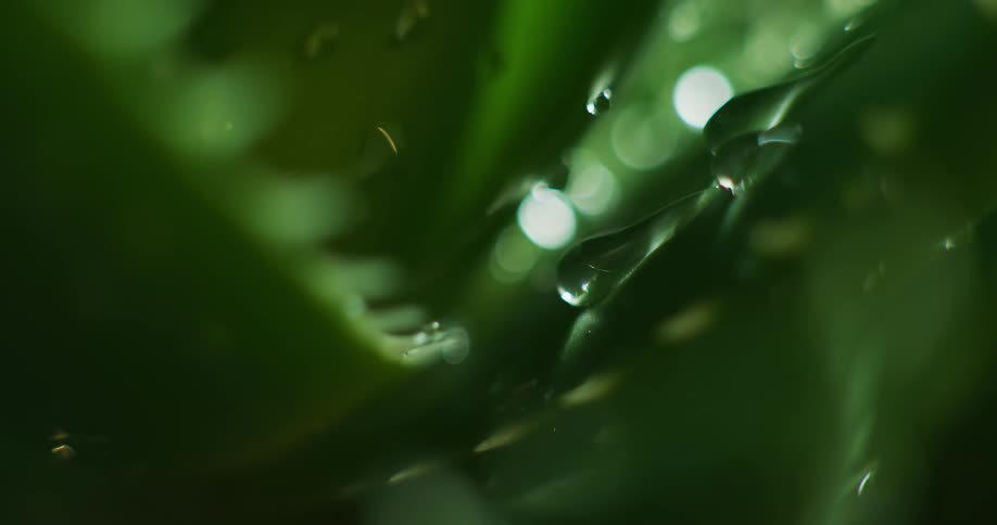 Close up of water droplets falling over thick green aloe leaves with spikes