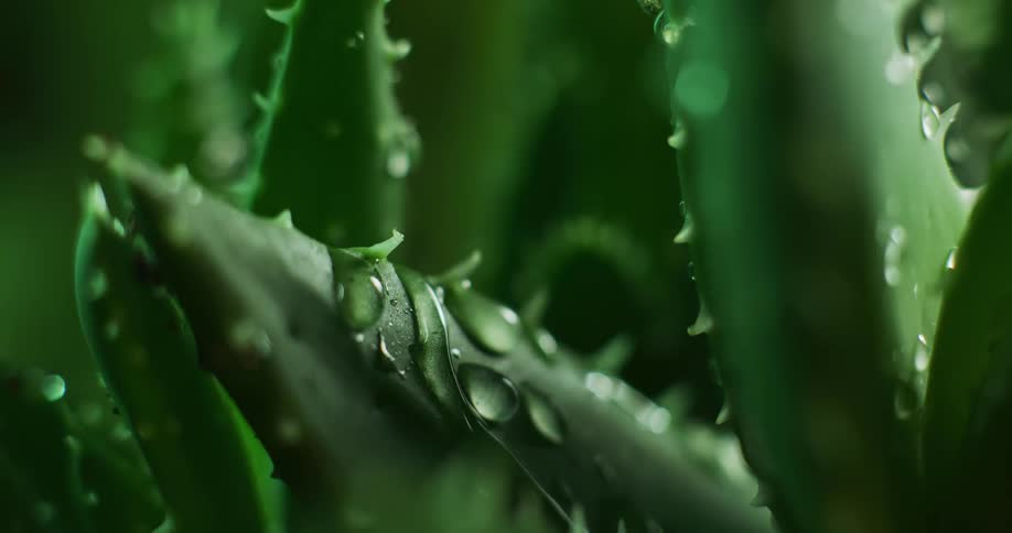 Clear liquid dripping on and rolling off spiny aloe vera leaves