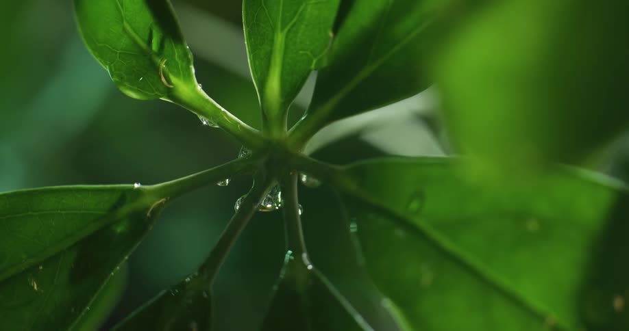 Close up view of leafy plants are displayed in spring