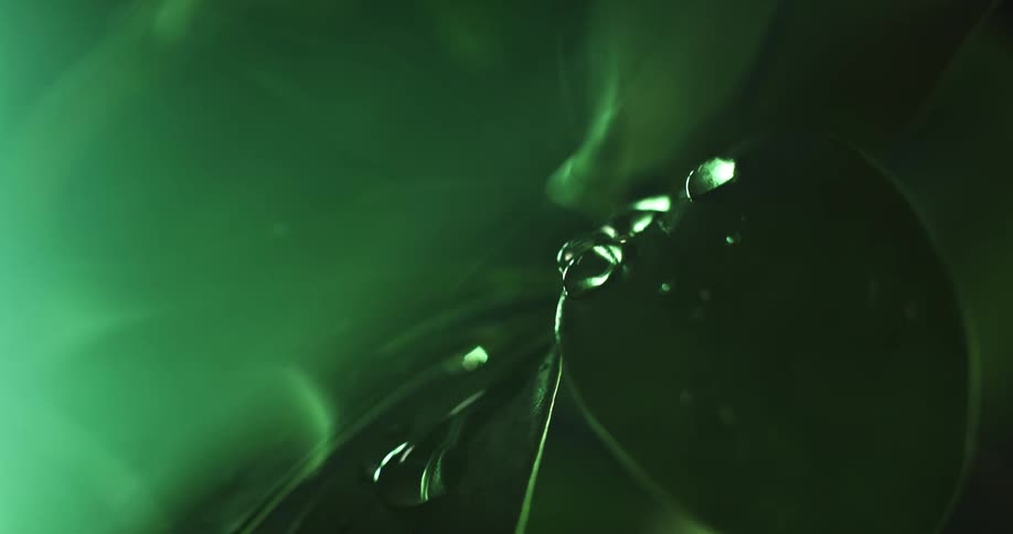 Water droplets fall on green leaves