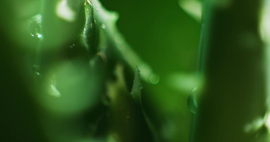Rain droplets are falling and dripping down an aloe plant