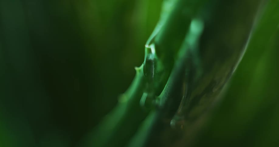 Close up of water droplets falling over thick green leaves with spikes
