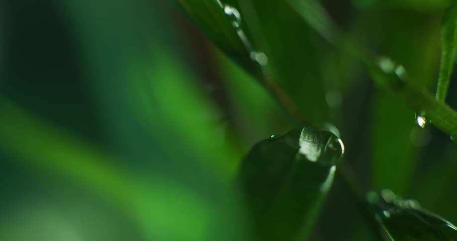 Water droplets are forming on plants