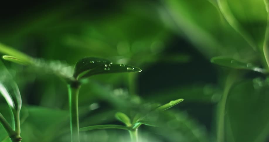 Water droplets on green spinach leaves