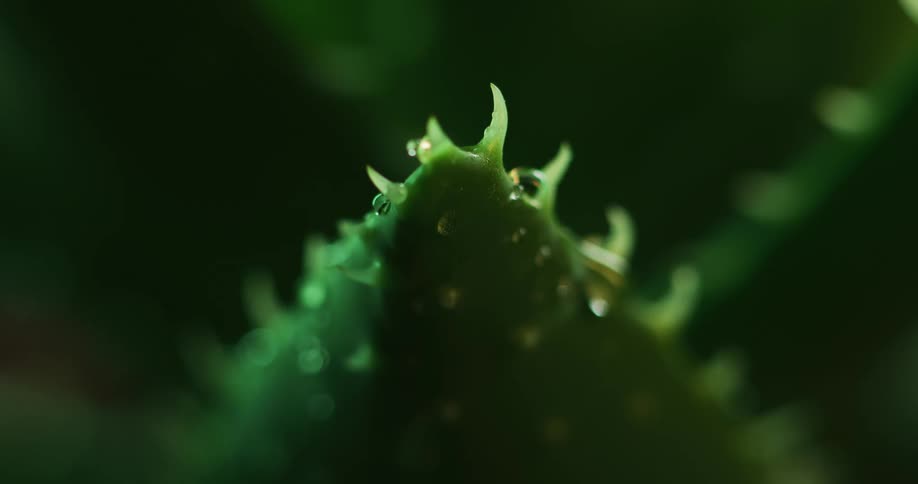 Close up of water droplets falling over thick green aloe leaves with spikes