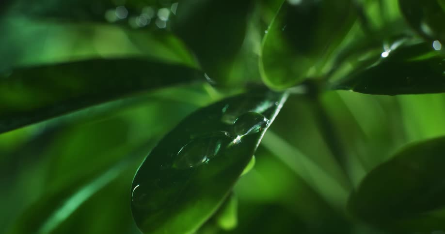 Close up view of a plant during spring is displayed