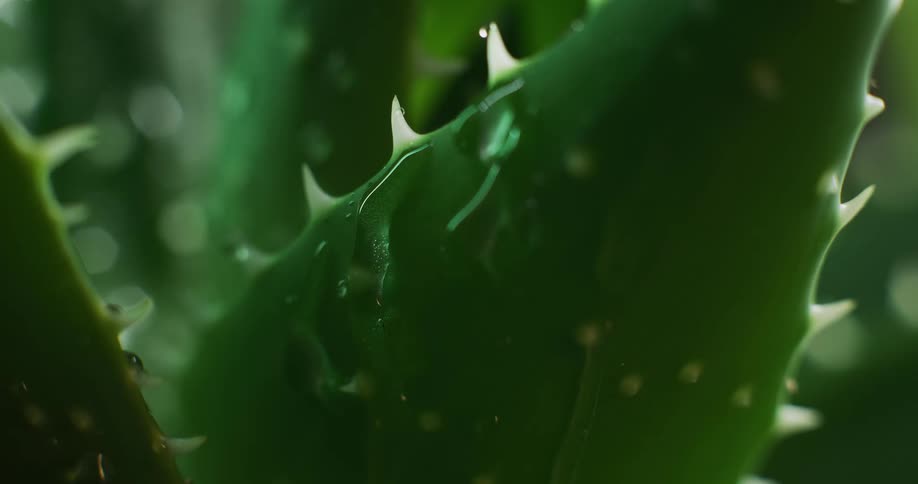 Water is pouring on outdoor plants