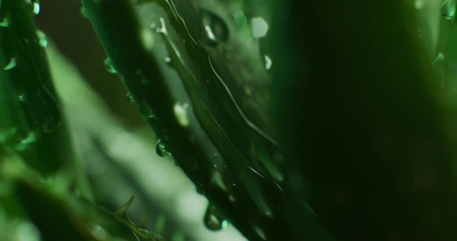 Water droplets drip on the leaves of a plant as rain falls