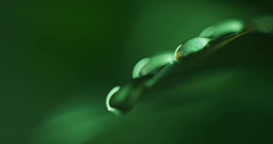 Close up of water dripping and falling over the edge of green leafs