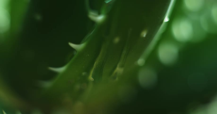 Water droplets fall on to a plant and roll off