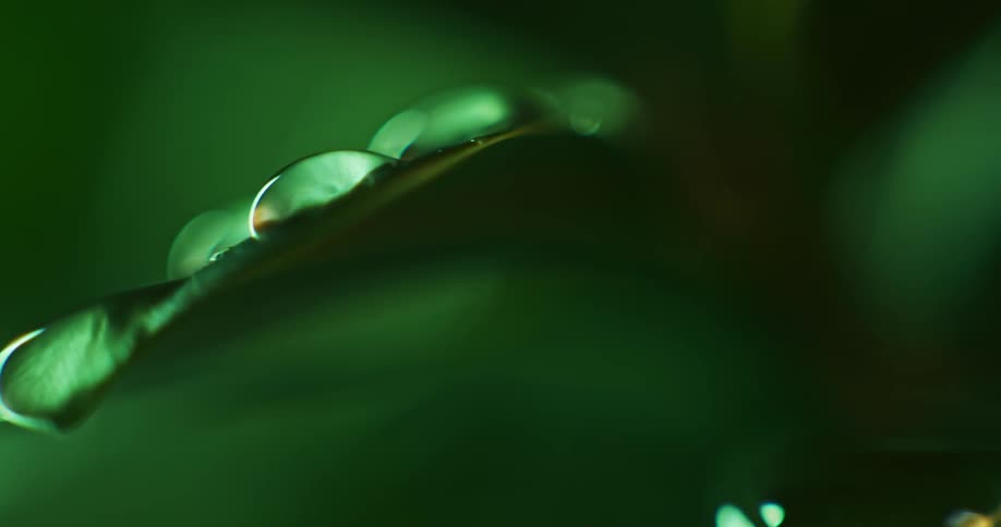 Drops of water on top of the green leaf of a plant