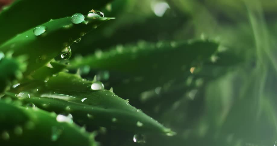 Water droplets are displayed on a cactus